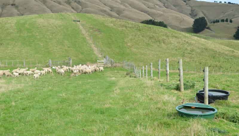 492 Moonshine Hill Road, Moonshine Valley