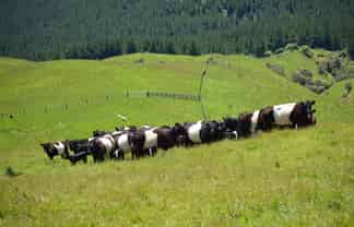 492 Moonshine Hill Road, Moonshine Valley