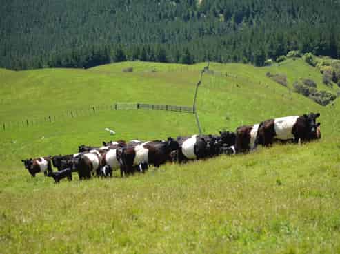 492 Moonshine Hill Road, Moonshine Valley