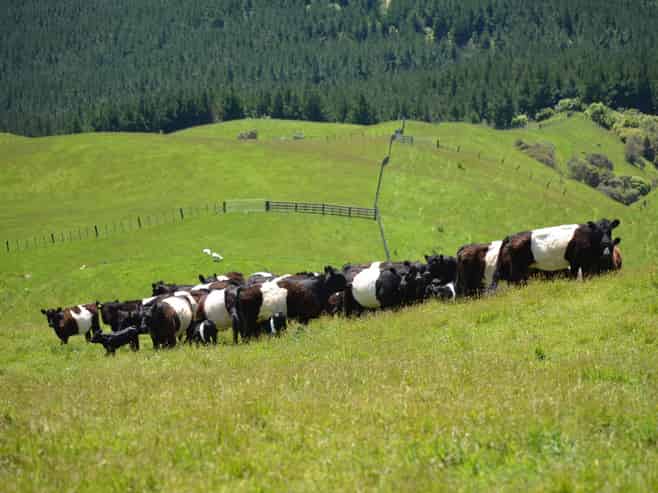 492 Moonshine Hill Road, Moonshine Valley