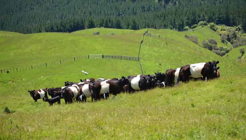 492 Moonshine Hill Road, Moonshine Valley