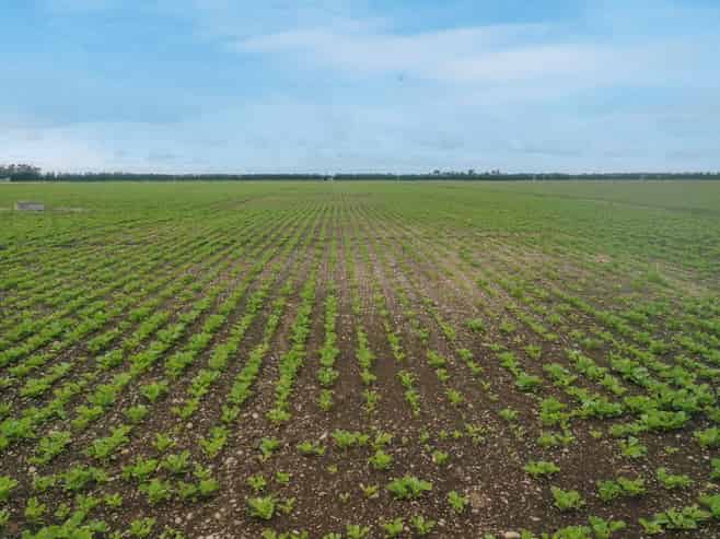  Burnham Road, Temuka