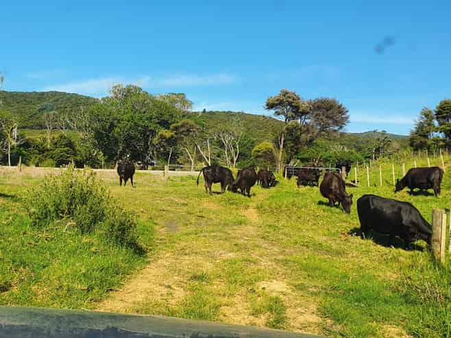 593 Port Charles Road, Port Charles