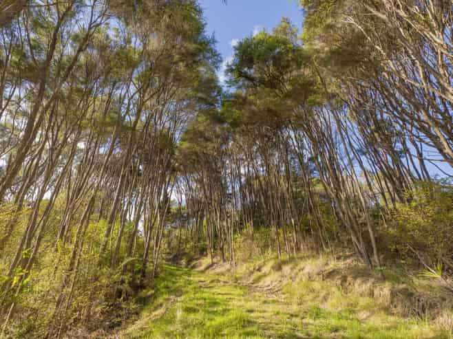 70E Centennial Drive, Whitianga