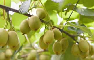 1399A No. 3 Road, Te Puke