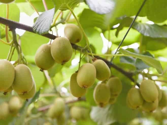 1399A No. 3 Road, Te Puke
