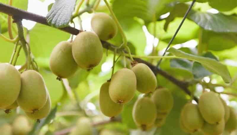 1399A No. 3 Road, Te Puke