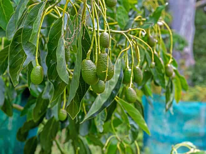  Proposed subdivision - 141 Valley Road, Mangapapa