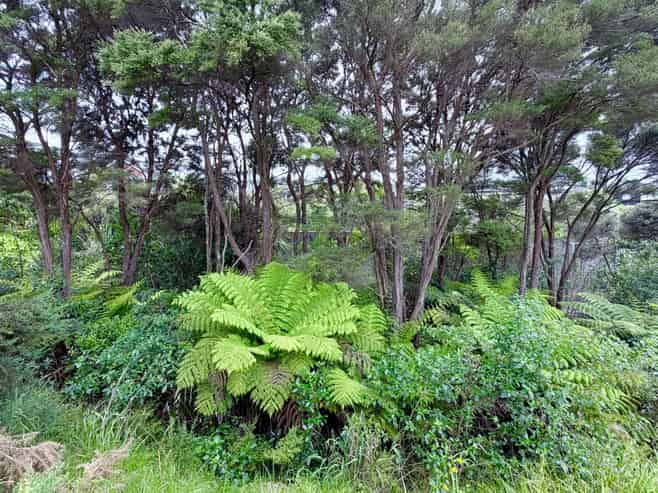 3 Carnell Lane, Pinehill