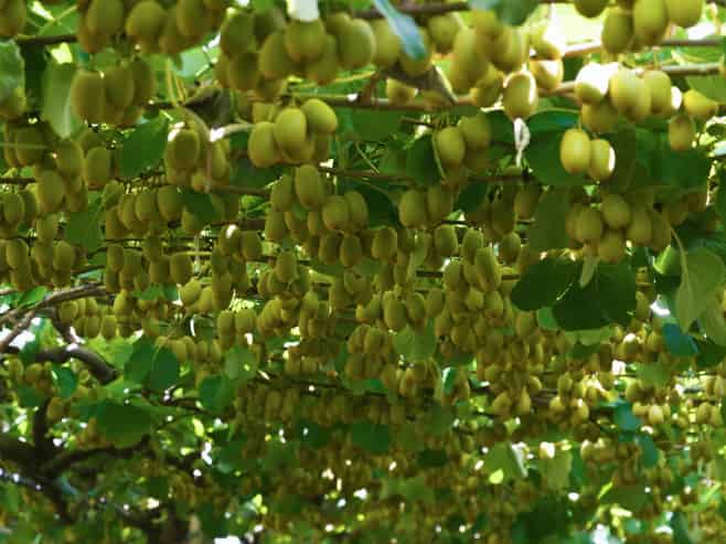 80 Roydon Downs Road, Paengaroa