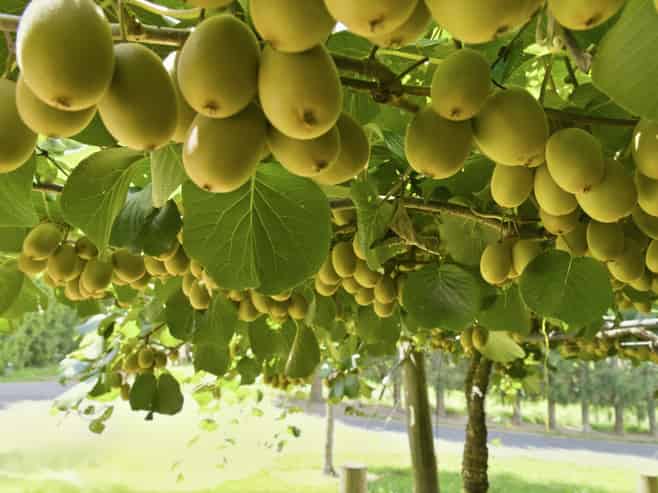 80 Roydon Downs Road, Paengaroa