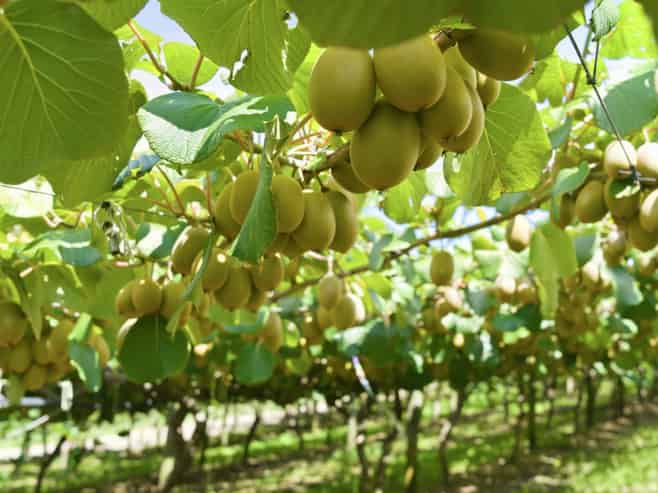 80 Roydon Downs Road, Paengaroa