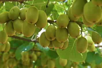 80 Roydon Downs Road, Paengaroa