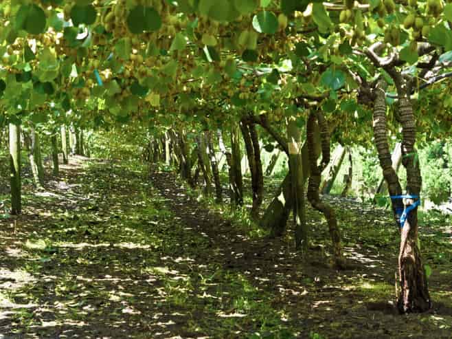 80 Roydon Downs Road, Paengaroa