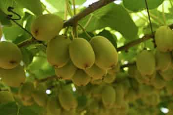 80 Roydon Downs Road, Paengaroa