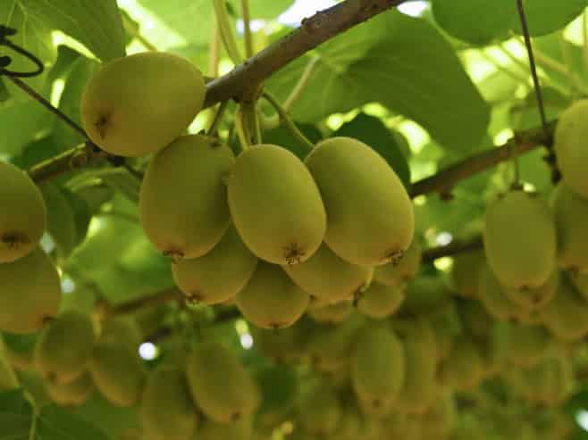 80 Roydon Downs Road, Paengaroa