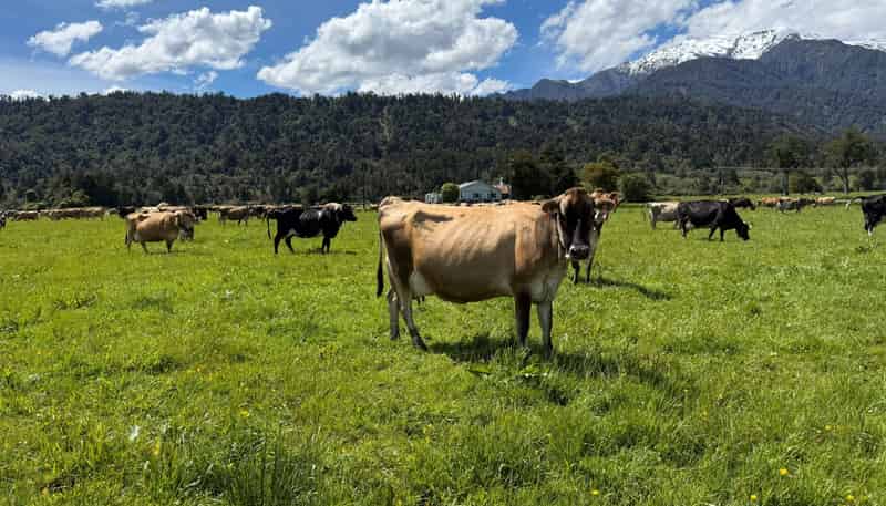 1627 Whataroa Highway, Whataroa