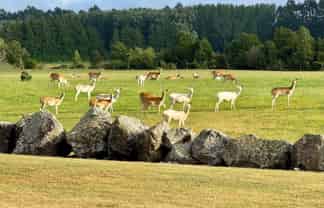 18 Meadowlinks Lane, Pleasant Point