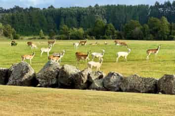 18 Meadowlinks Lane, Pleasant Point