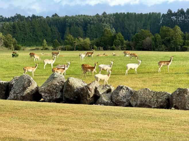 18 Meadowlinks Lane, Pleasant Point