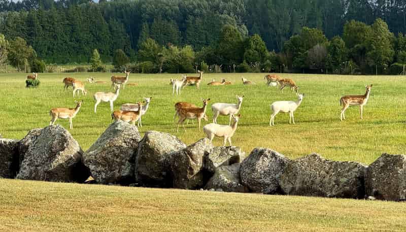 18 Meadowlinks Lane, Pleasant Point