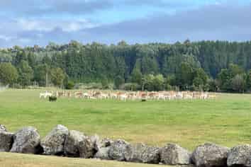 18 Meadowlinks Lane, Pleasant Point