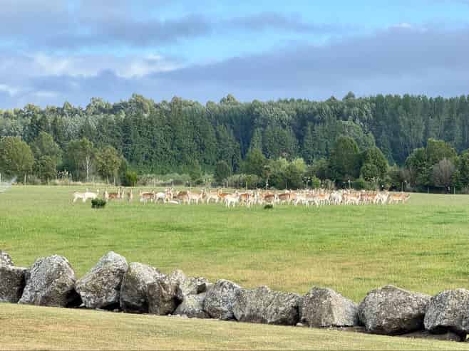 18 Meadowlinks Lane, Pleasant Point