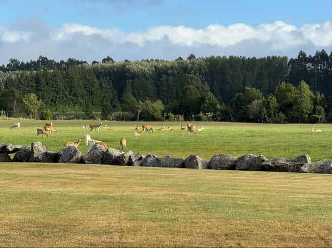 18 Meadowlinks Lane, Pleasant Point