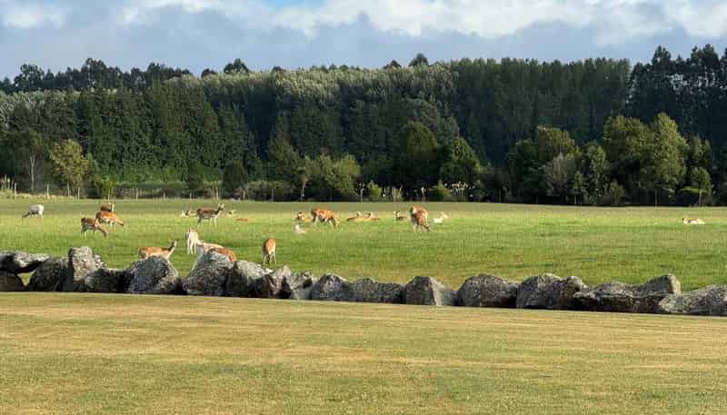 18 Meadowlinks Lane, Pleasant Point