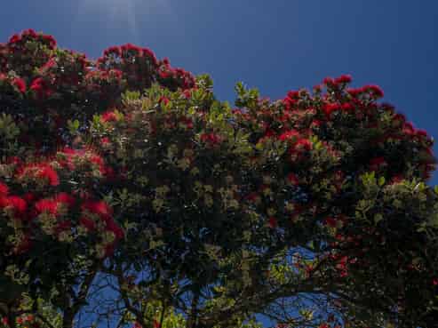 Lot 1, 92 Hahei Beach Road, Hahei