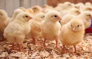 120A Wilson Road, Hunua