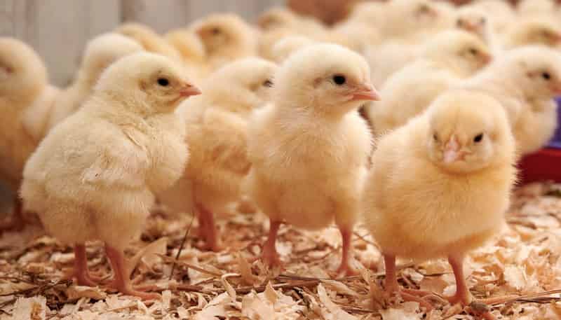 120A Wilson Road, Hunua