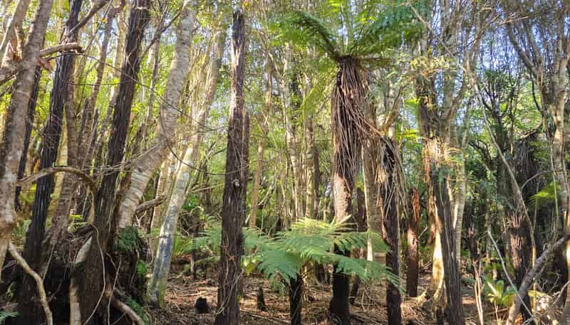 7 Rata Street, Stewart Island