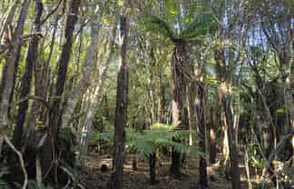 7 Rata Street, Stewart Island