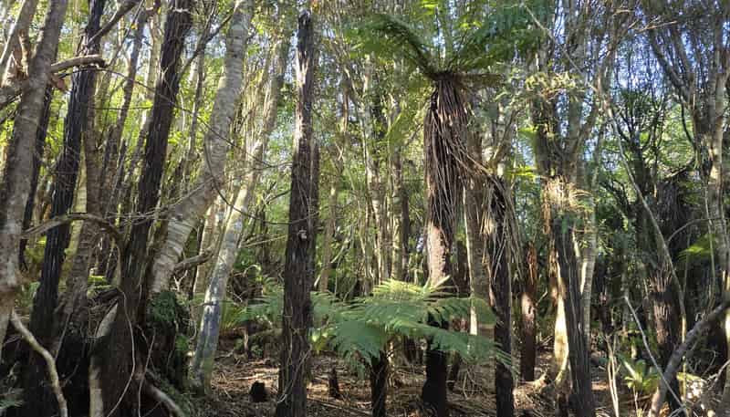 7 Rata Street, Stewart Island
