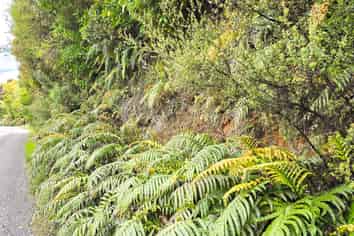 7 Rata Street, Stewart Island