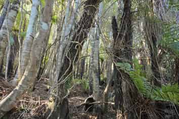 7 Rata Street, Stewart Island