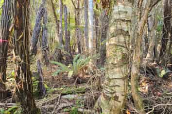 7 Rata Street, Stewart Island