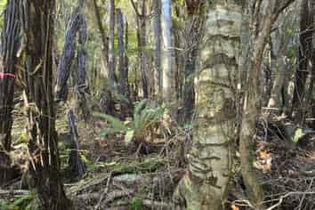 7 Rata Street, Stewart Island