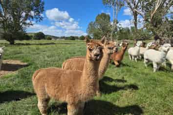 Grindon Street, RD3, Lawrence