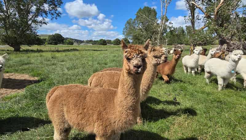  Grindon Street, RD3, Lawrence