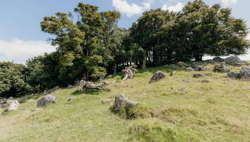48 Bedlington Street, Whau Valley