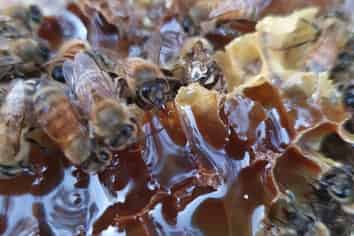 58 Moroa Road – Greytown Honey