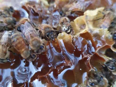 Greytown Honey - 58 Moroa Road