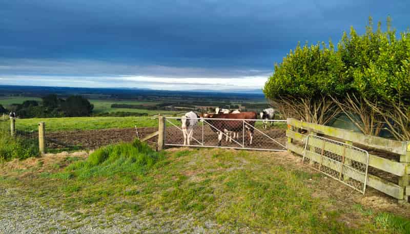 137 Kahikatea Drive, Winton