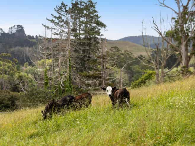 40 Silver Hill Road, Wellsford