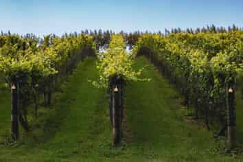 Auckland - Address withheld