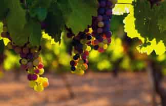 Auckland - Address withheld