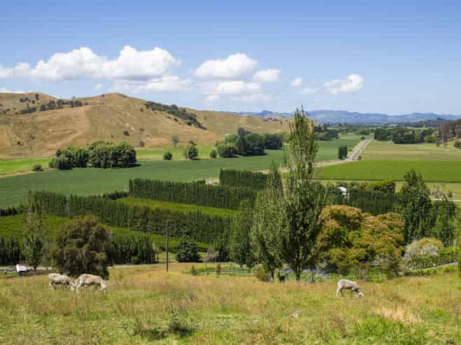 909A Wharekopae Road, Ngatapa