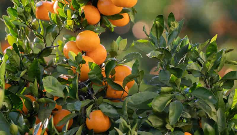 581D Kerikeri Road, Kerikeri